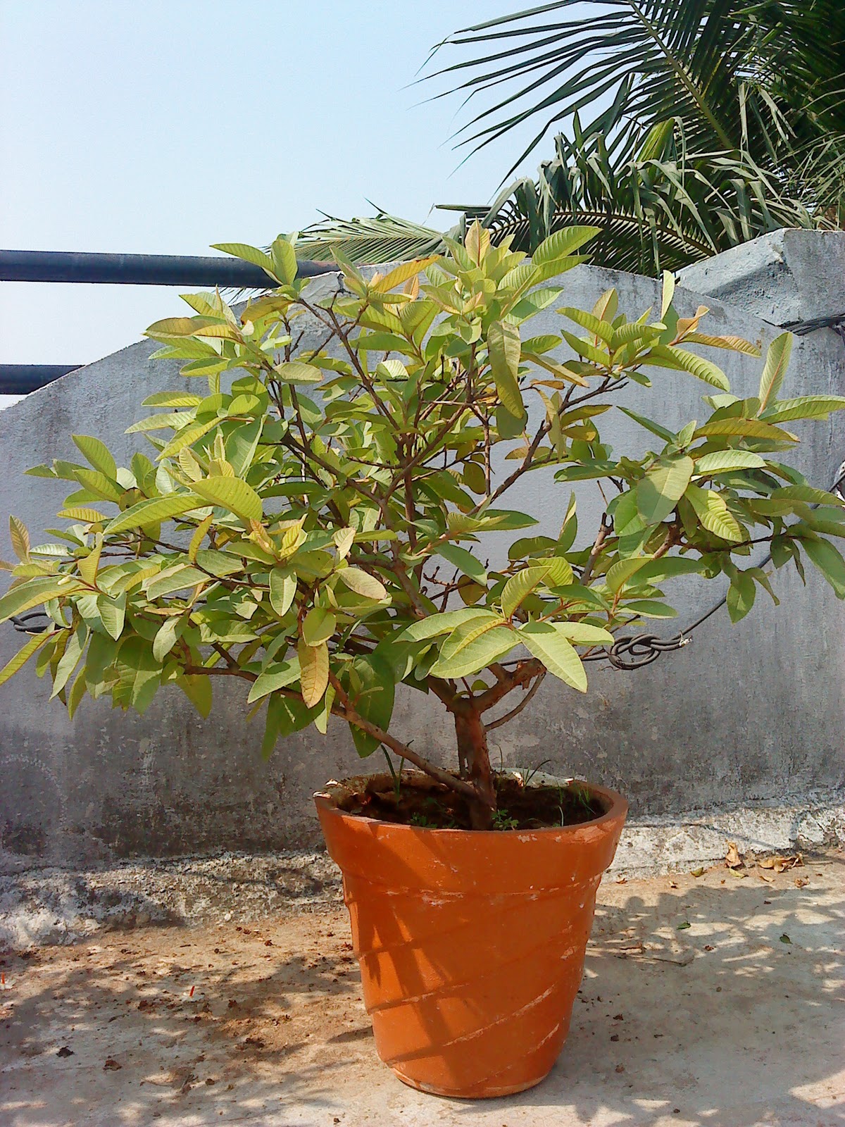 Indian Bonsai The twin brothers Guava tree update
