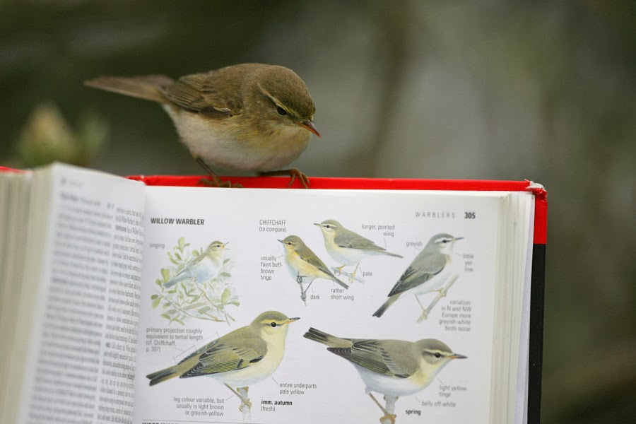 Перевод с русского на китайский серая птичка. The Sparrow Warbler перевод.