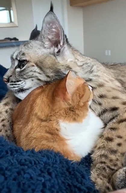 Deep friendship between a domestic cat and a wild cat: the bobcat