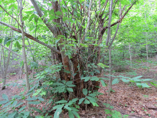 blighted American Chestnut clump
