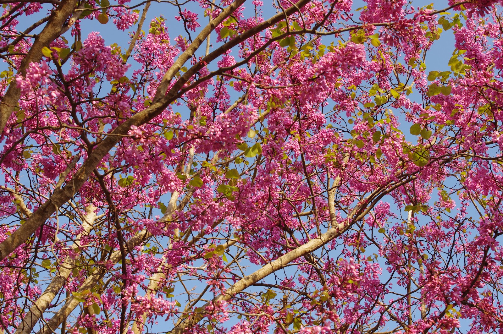 The Judas Tree of Israel