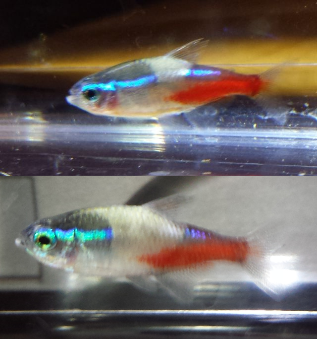 Image showcasing White Spots On Neon Tetra - Your Complete Diagnosis And Treatment