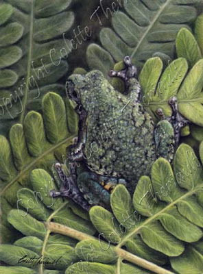 Gray Tree Frog Painting in pastel by North American Wildlife Artist Colette Theriault