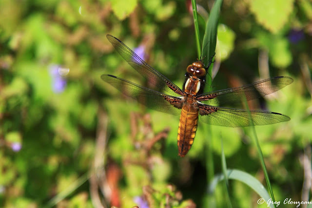 Femelle Libellula depressa , Pays de Fontainebleau Femelle Libellula depressa , Pays de Fontainebleau