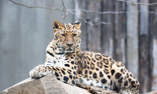 Cliff @ Ōtaki College: Amur Leopard almost extinct