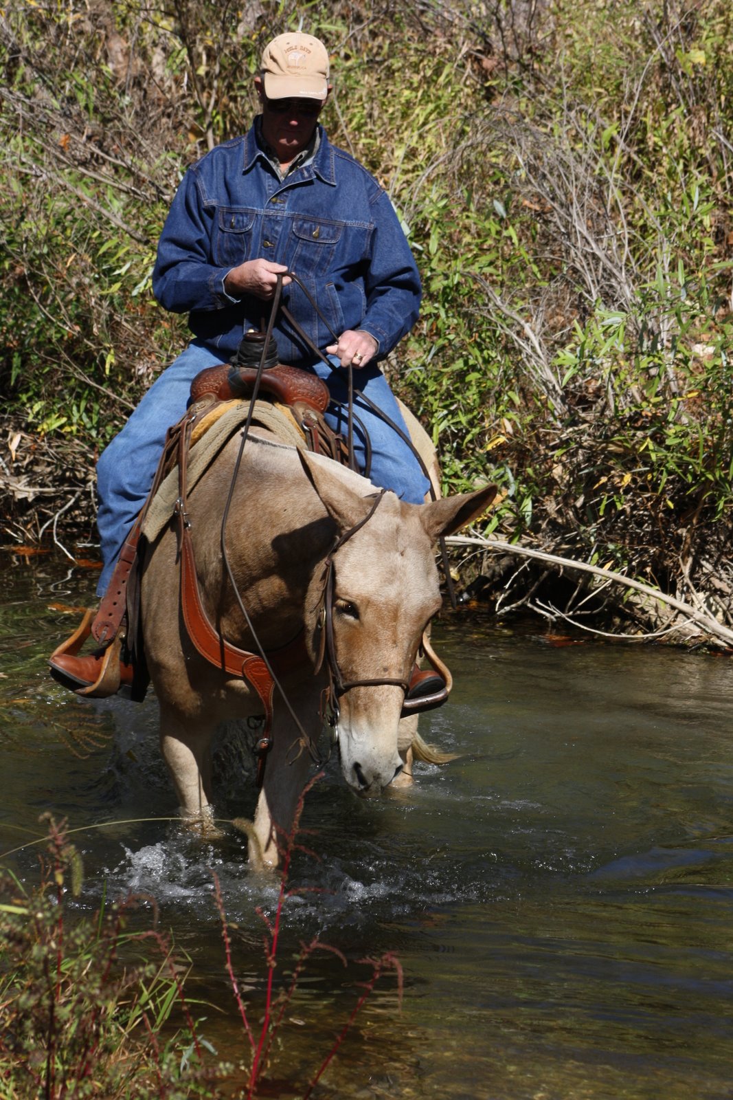 PairADice Mules: Trail Riding at Canann National Forest