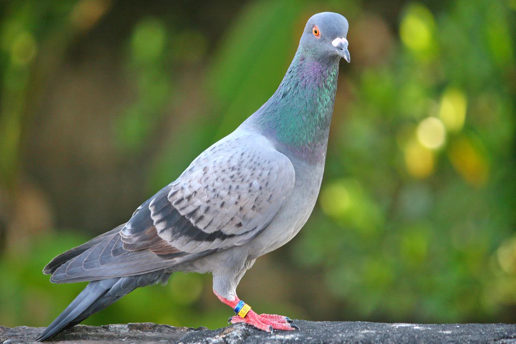 NOMINAL TEAM Merpati Balap BIRD FARM JANTAN TERNAK