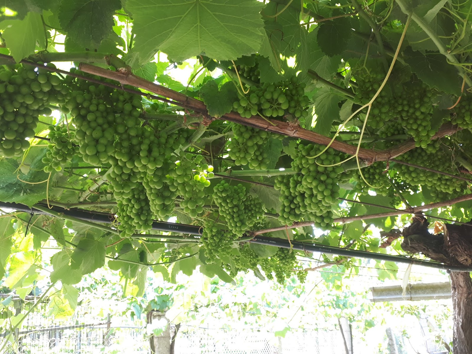Viticulture in Ireland Visiting Vineyards in Galicia