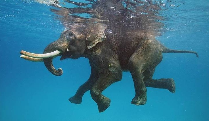 Gambar Gajah Berenang HD di Laut