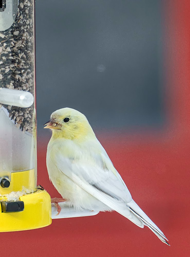 Ohio Birds and Biodiversity A ghostly goldfinch