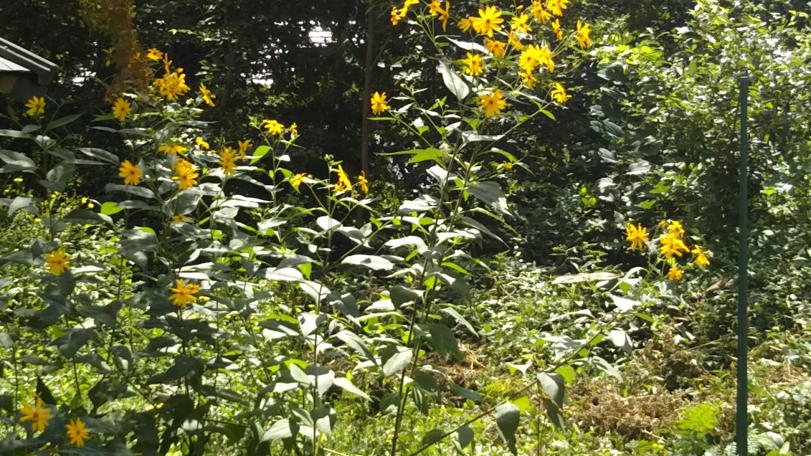 みのる商事不動産ブログ 菊芋の花