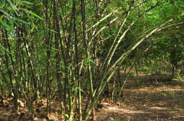Cara Membunuh Pohon Bambu Tanpa Memperabukan Rumpunnya Menjaga Kesehatan 4