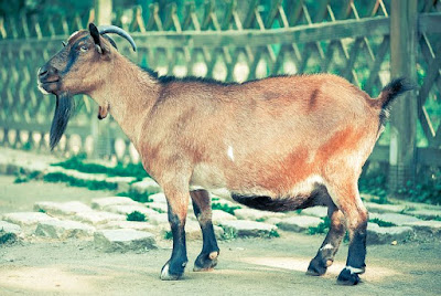 Goat breeds grown in Nepal [krishiloksewa Bakhra Palan]