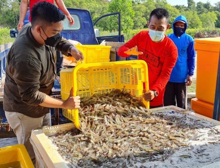 Produktivitas Tinggi, Percontohan Klaster Udang Kabupaten Sukamara Bangkitkan Ekonomi