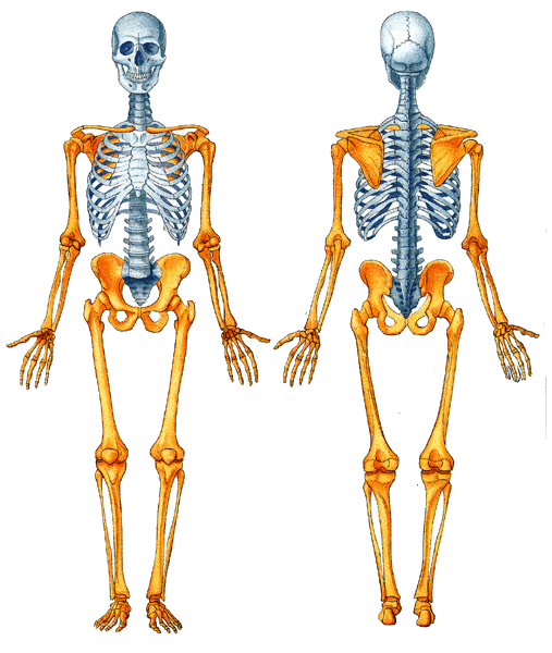 El Sistema Óseo DivisiÓn Del Esqueleto