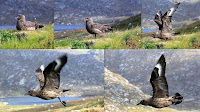 Great Skua in flight – Runde, Norway – June 2012 – photos by Chell Hill