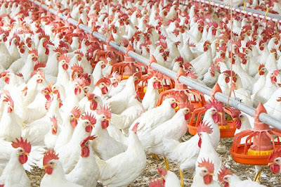 FCR in Poultry