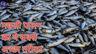how to fish business/ghar bathe paise kaise kamaye