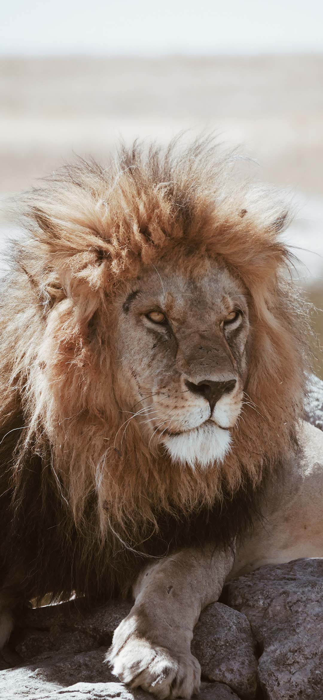 angry-lion-wallpaper