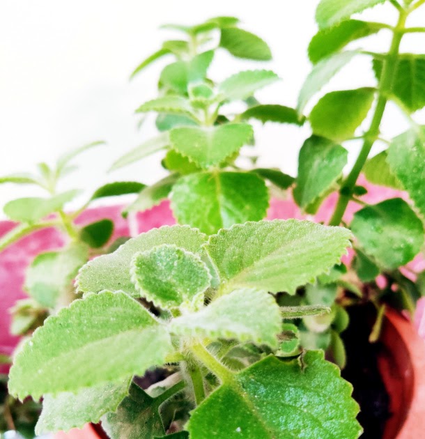 Mexican Mint 10 Health Benefits of Indian Borage