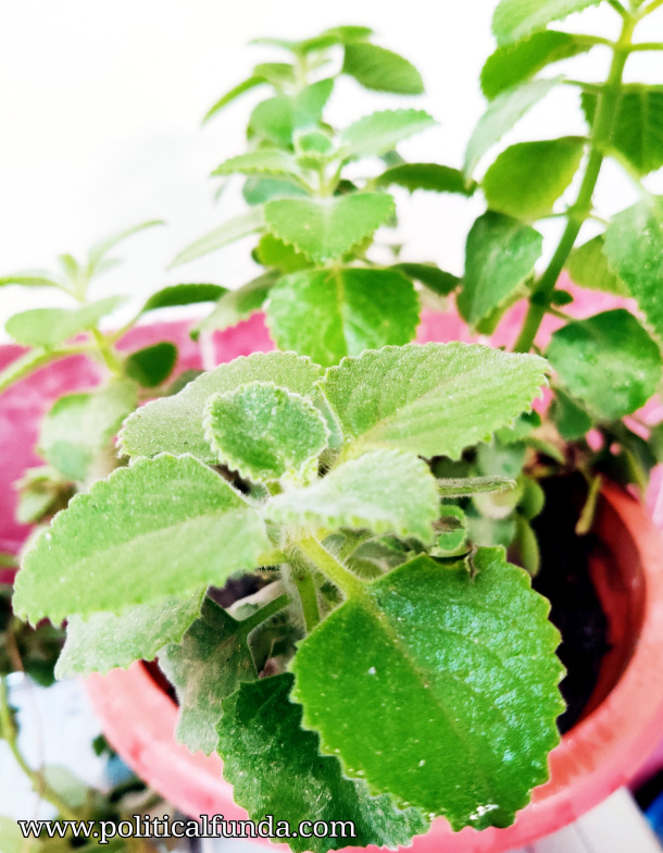 Mexican Mint | 10 Health Benefits of Indian Borage