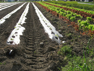Tomatoes and Lettuce in the field