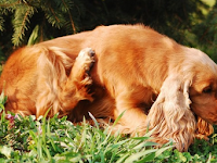 7 Home remedies to help your dog stop scratching