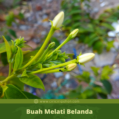 Buah Melati Belanda