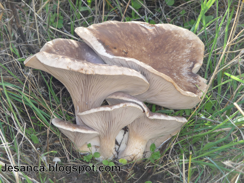 JESANCA Pleurotus eryngii var. ferulae