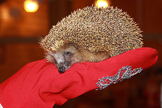 Домашний ежик. Африканский ёжик. Ежики минус. Ежики минус. Ежики минус.