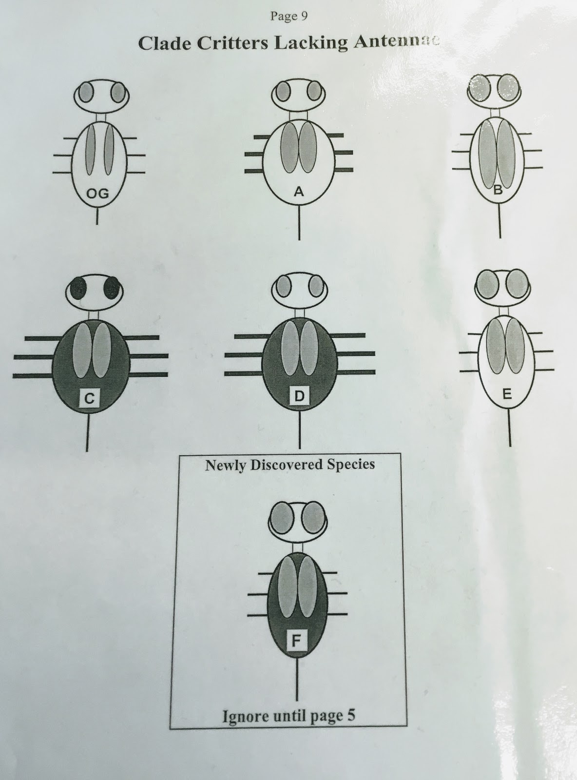 Biology by the Math Mom: The Great Clade Race