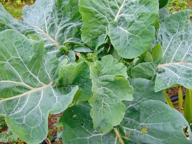 Cultura da couve galega