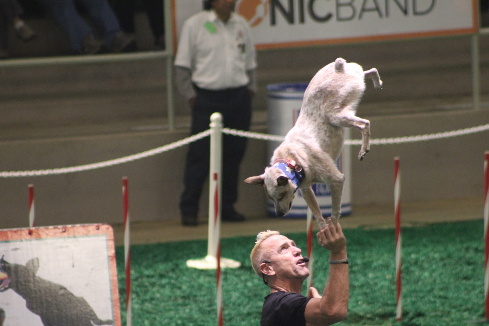 Ladybug from Texas Dog Show part 2