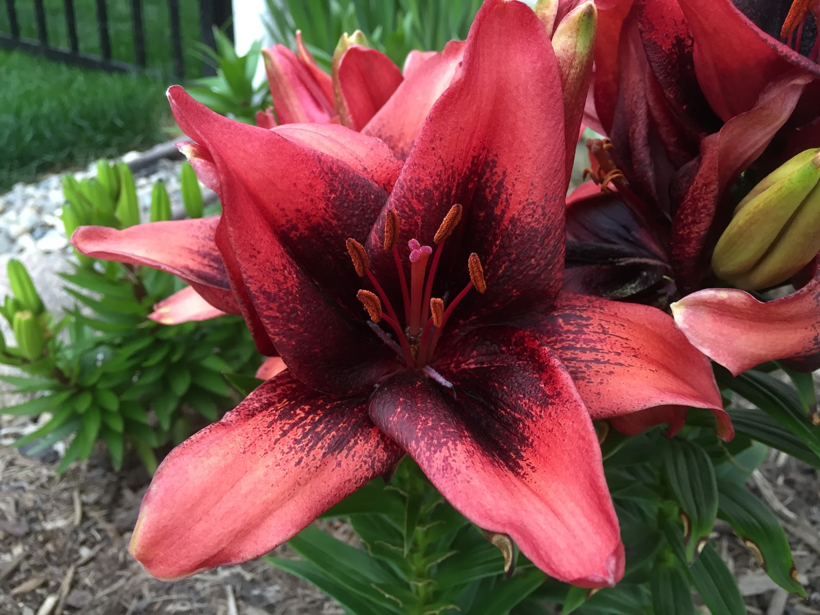Recap: Best Blooms Summer 2016 [Backyard Neophyte Landscaping Blog]