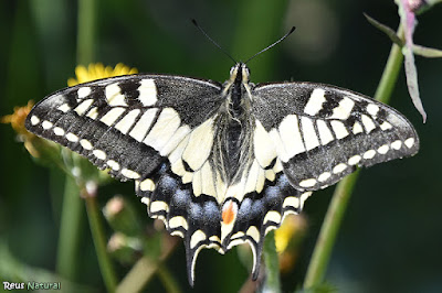 Papallona reina (Papilio machaon)