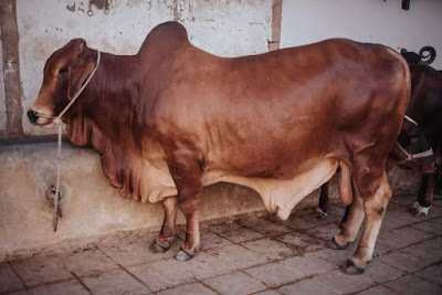 Sahiwal Cow Advantages, Disadvantages, Facts, Milk Benefits