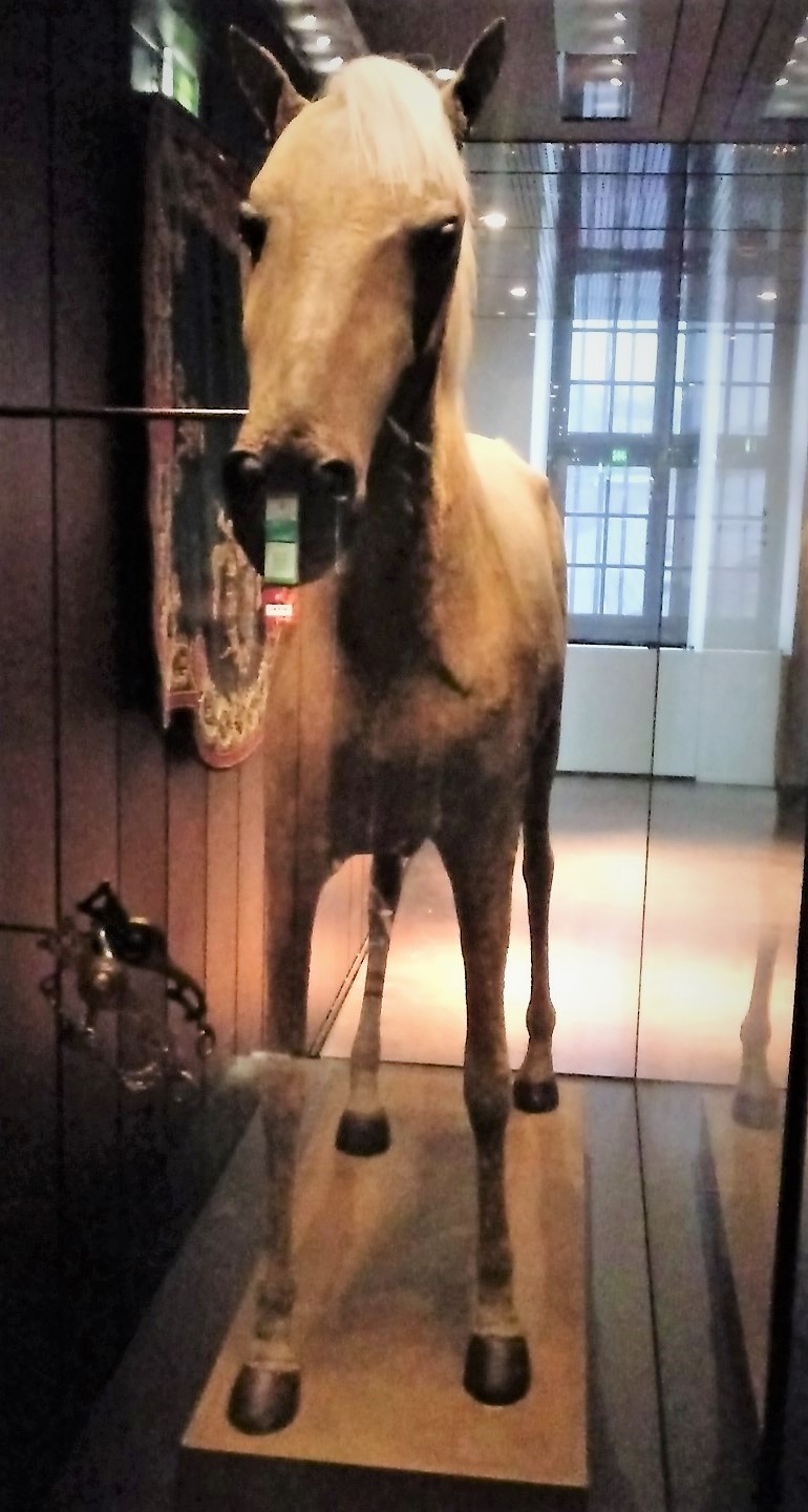 História Mundi Vizir o cavalo de Napoleão Bonaparte História Mundi Vizir o cavalo de Napoleão Bonaparte