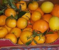 Vinci gratis una cassa di Agrumi Siciliani Logo Vinci gratis una cassa di Agrumi Siciliani