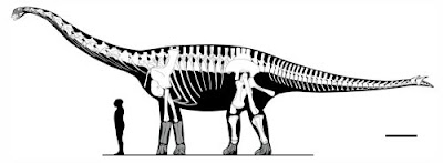 Spinophorosaurus jurasico