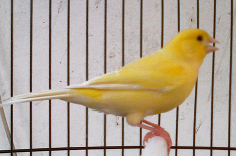 9 Jenis Burung Kenari Kualitas Biasa Hingga Yang Paling Bagus