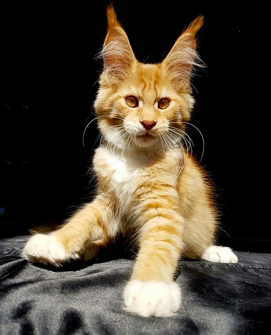 Maine Coon is all ears and paws with a strong muzzle inbetween