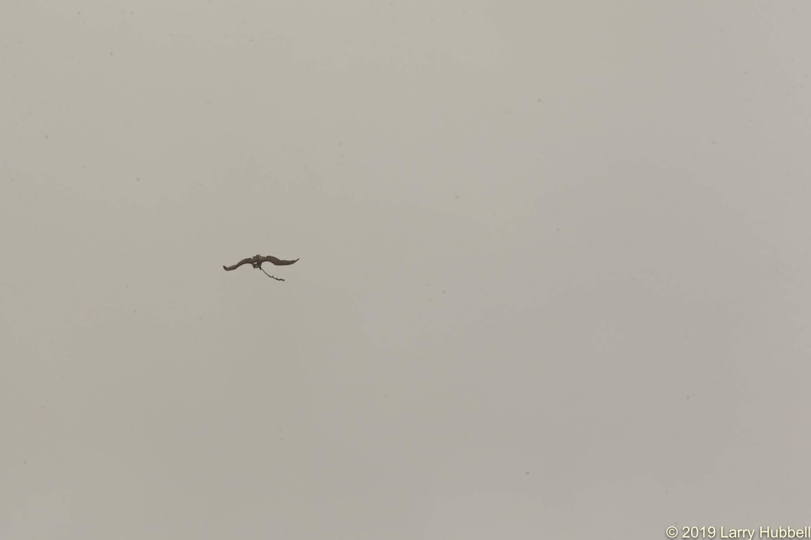 Great Egrets Lacy Courtship Birdnote >> Union Bay Watch Great Egrets Lacy Courtship Birdnote >> Union Bay Watch