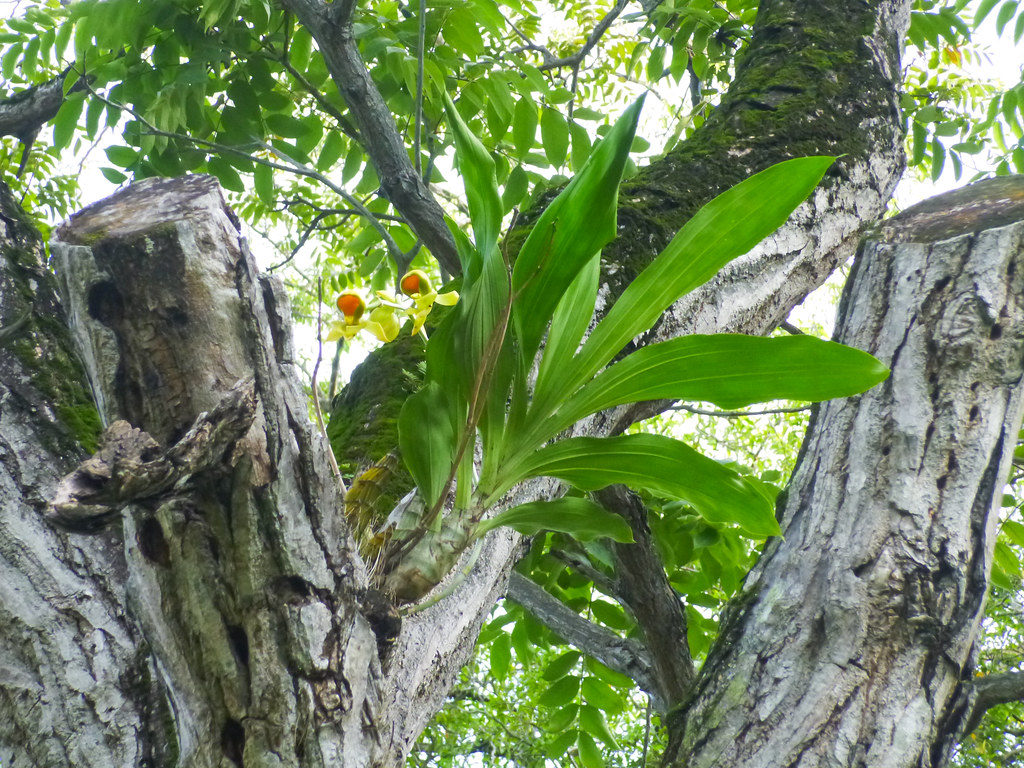 Catasetum viridiflavum care and culture Travaldo's blog