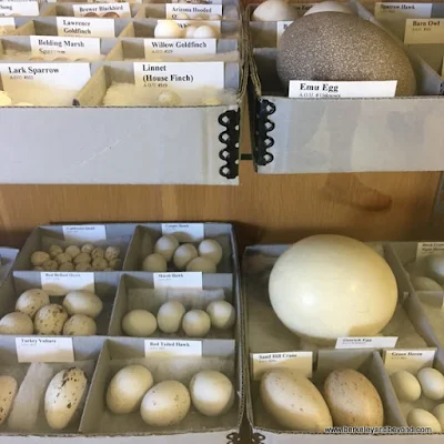 bird eggs displayed at Eastern California Museum in Independence, California