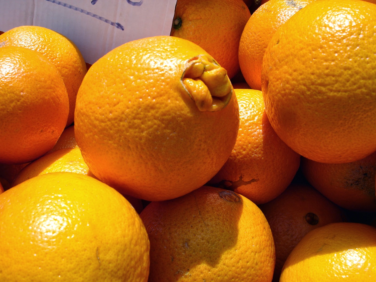 Kochbuch für Max und Moritz: Tierfreitag: Marokkanischer Orangensalat ...