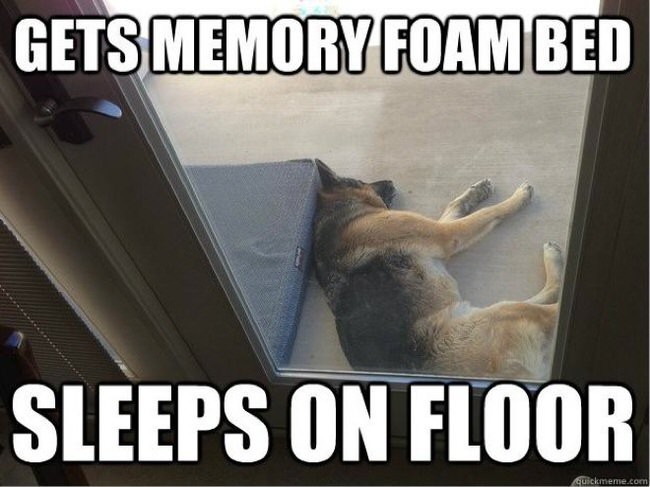 17 Hilarious Problems Dog Owners Will Relate To - Spend money on a great bed, they don’t use it. ALWAYS!