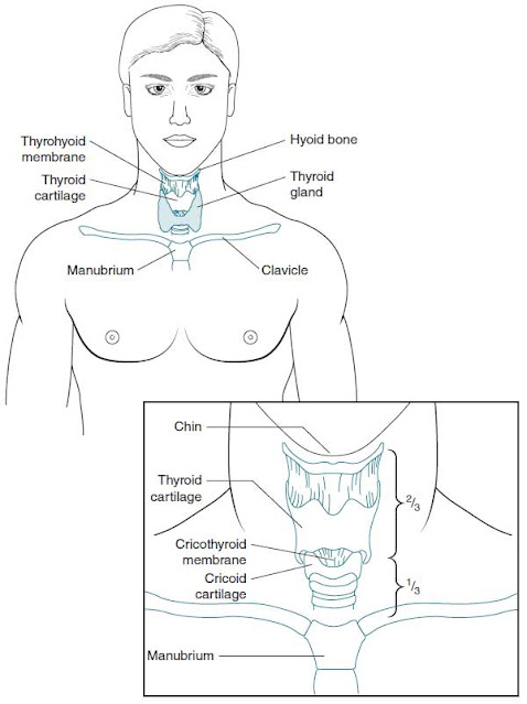 Anatomy of the neck Anatomy of the neck