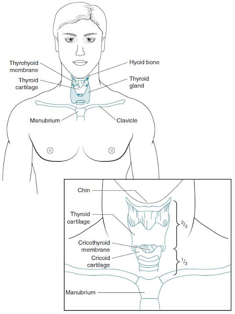 Anatomy of the neck