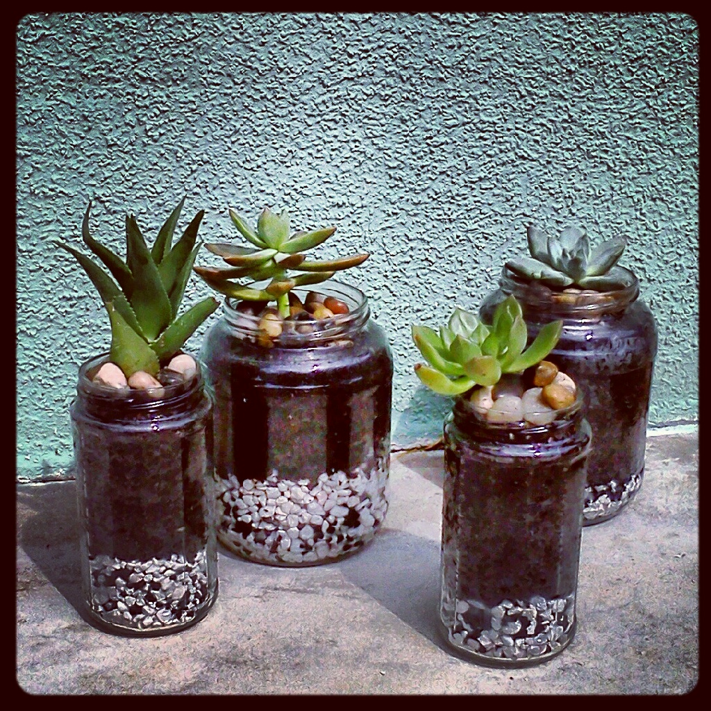 fabriquer terrarium arboricole