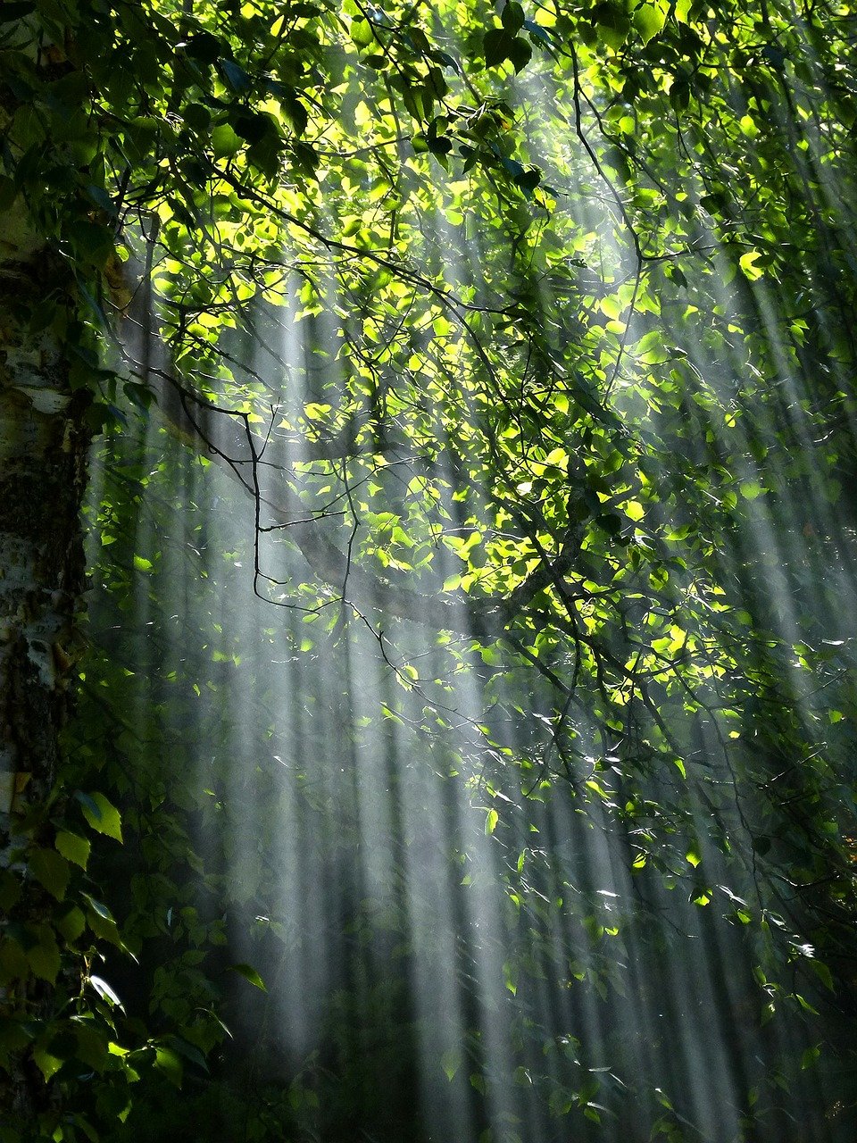 forest,trees,sunlight,plants